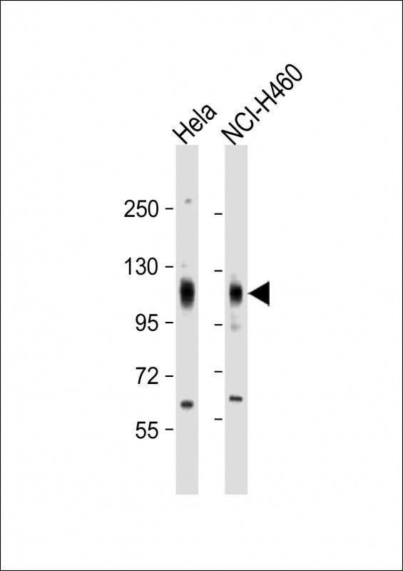 EphA4 Antibody in Western Blot (WB)