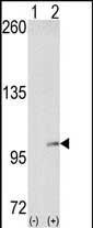 EphA4 Antibody in Western Blot (WB)