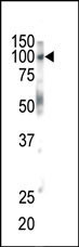 EphB1 Antibody in Western Blot (WB)