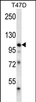 EphB1 Antibody in Western Blot (WB)