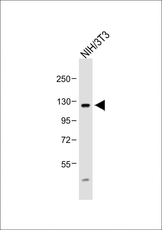 FGFR4 Antibody in Western Blot (WB)