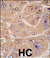 FUCA2 Antibody in Immunohistochemistry (Paraffin) (IHC (P))