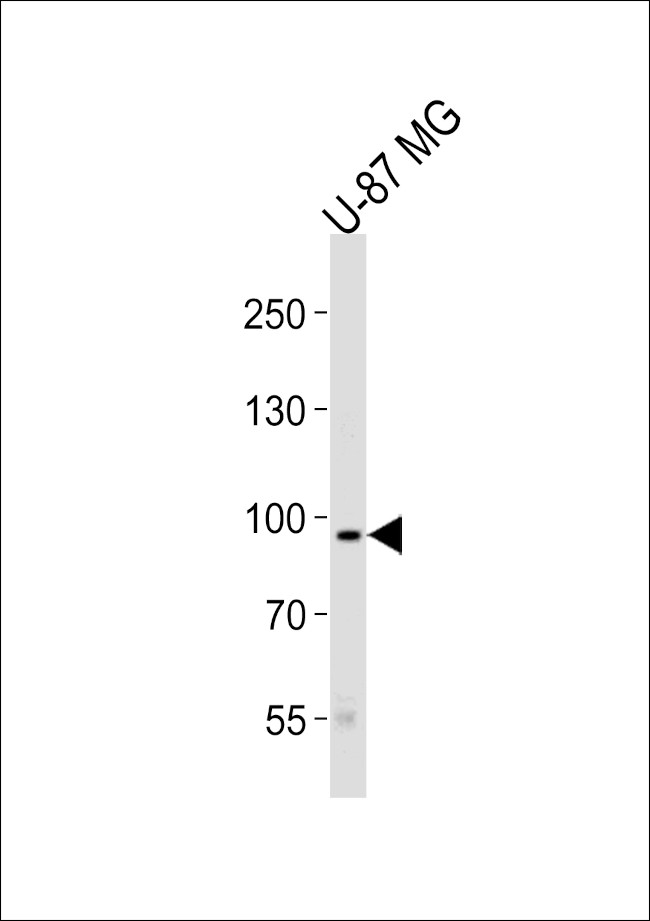 TYRO3 Antibody in Western Blot (WB)