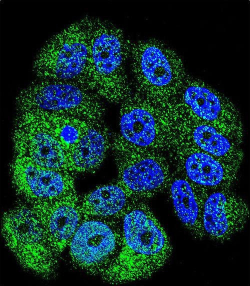 c-Abl Antibody in Immunocytochemistry (ICC/IF)