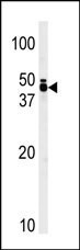 TRIB1 Antibody in Western Blot (WB)