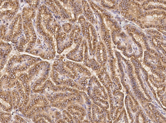 GM130 Antibody in Immunohistochemistry (Paraffin) (IHC (P))