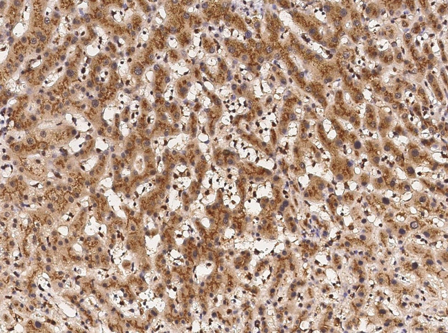 GM130 Antibody in Immunohistochemistry (Paraffin) (IHC (P))