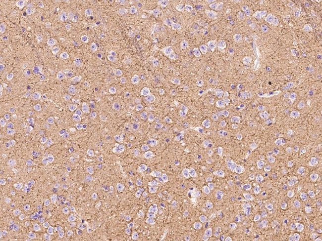 ATP1A3 Antibody in Immunohistochemistry (Paraffin) (IHC (P))