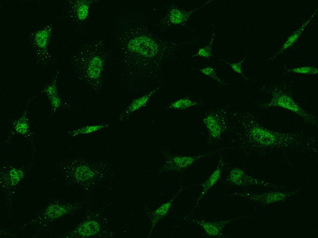 MBD5 Antibody in Immunocytochemistry (ICC/IF)