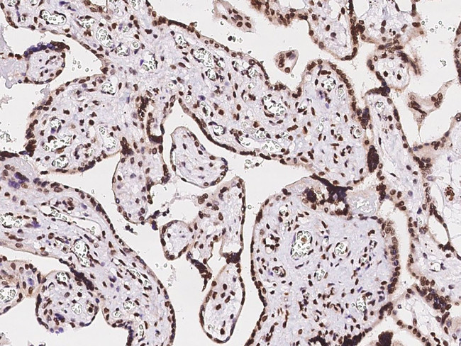 MBD5 Antibody in Immunohistochemistry (Paraffin) (IHC (P))