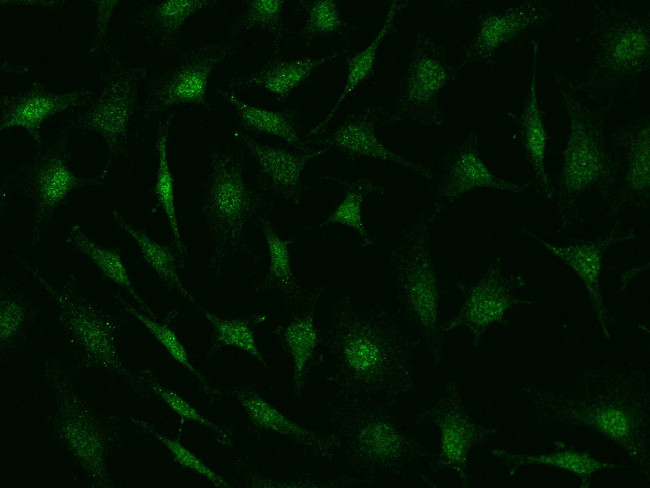 NUDT5 Antibody in Immunocytochemistry (ICC/IF)