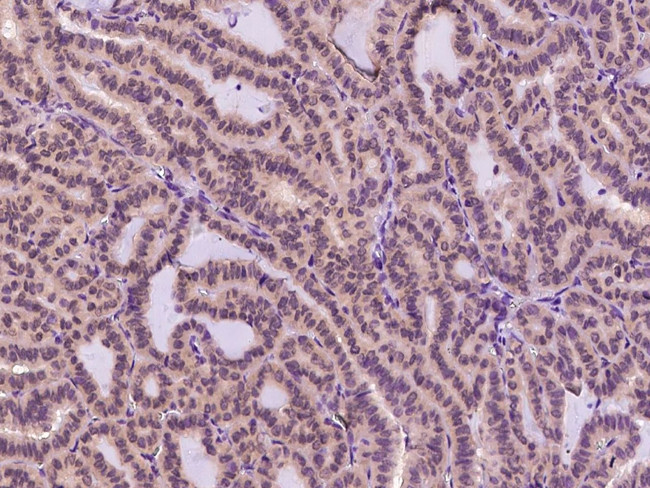 TXNL1 Antibody in Immunohistochemistry (Paraffin) (IHC (P))