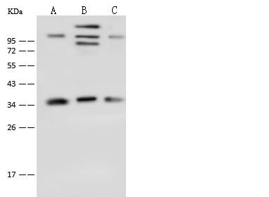 TXNL1 Antibody in Western Blot (WB)