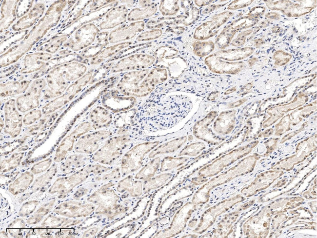 ERH Antibody in Immunohistochemistry (Paraffin) (IHC (P))