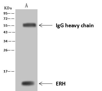 ERH Antibody in Immunoprecipitation (IP)