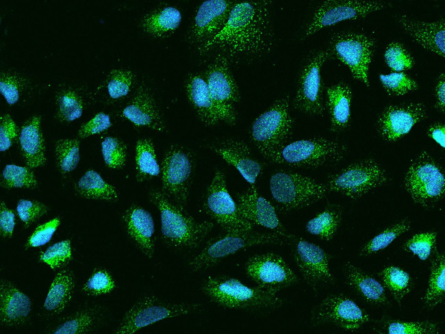 PITPN Antibody in Immunocytochemistry (ICC/IF)