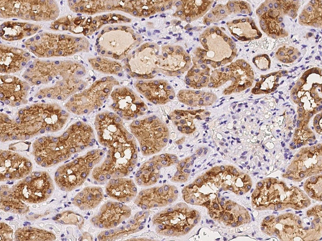 ATP6V1F Antibody in Immunohistochemistry (Paraffin) (IHC (P))