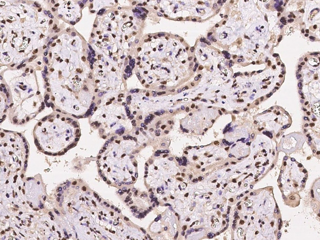 NMNAT1 Antibody in Immunohistochemistry (Paraffin) (IHC (P))