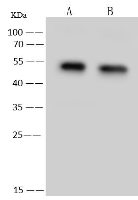 PSMD4 Antibody in Western Blot (WB)