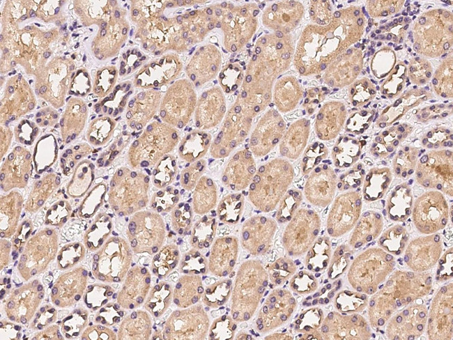 VMO1 Antibody in Immunohistochemistry (Paraffin) (IHC (P))