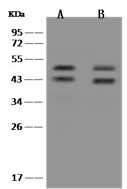 RUNX3 Antibody in Western Blot (WB)