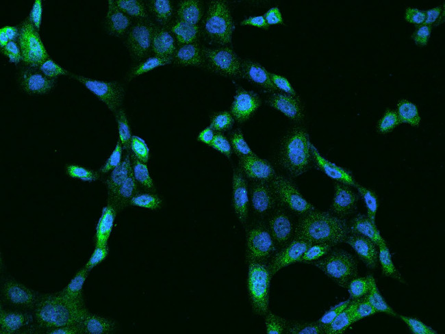 Prohibitin Antibody in Immunocytochemistry (ICC/IF)