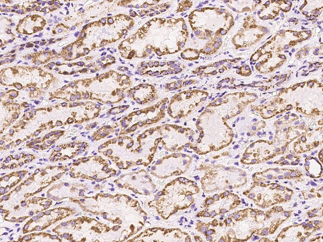 Prohibitin Antibody in Immunohistochemistry (Paraffin) (IHC (P))