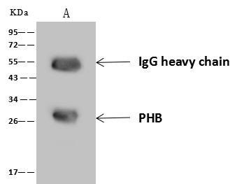 Prohibitin Antibody in Immunoprecipitation (IP)