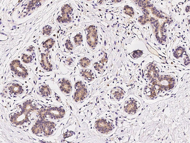 C19orf57 Antibody in Immunohistochemistry (Paraffin) (IHC (P))