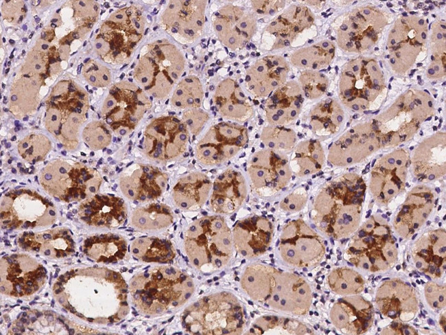 CYB561 Antibody in Immunohistochemistry (Paraffin) (IHC (P))