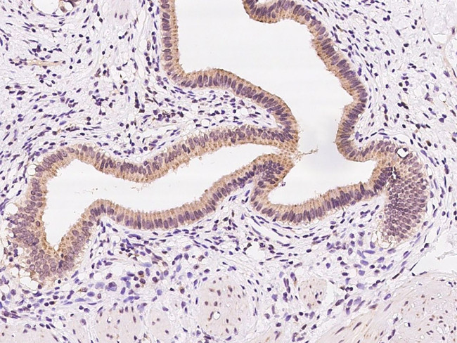 FAR2 Antibody in Immunohistochemistry (Paraffin) (IHC (P))