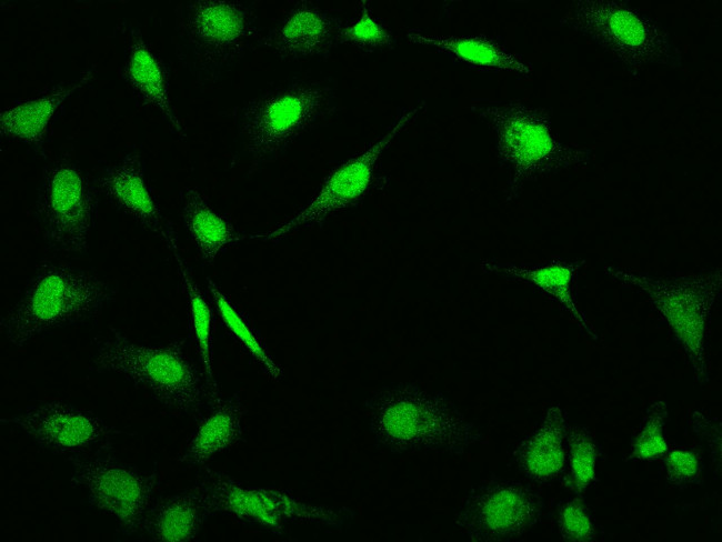 RNF113A Antibody in Immunocytochemistry (ICC/IF)