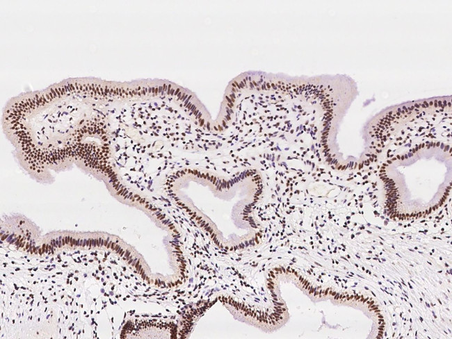 RNF113A Antibody in Immunohistochemistry (Paraffin) (IHC (P))