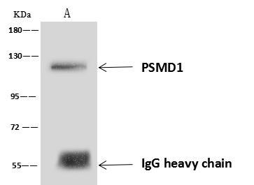 PSMD1 Antibody in Immunoprecipitation (IP)