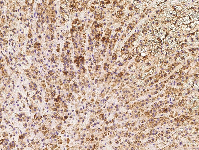 TXNDC16 Antibody in Immunohistochemistry (Paraffin) (IHC (P))