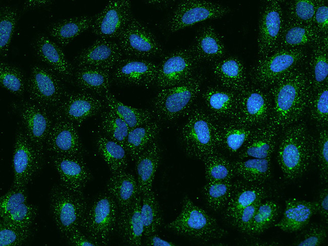 RRAGB Antibody in Immunocytochemistry (ICC/IF)