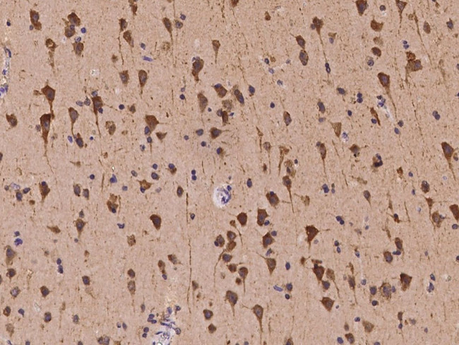 KCNQ5 Antibody in Immunohistochemistry (Paraffin) (IHC (P))