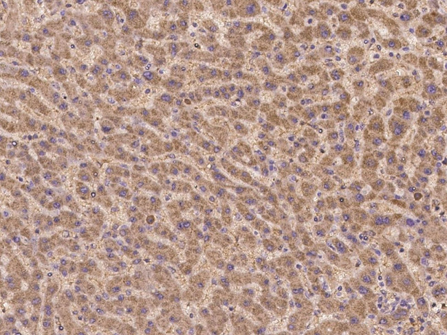 KCNQ5 Antibody in Immunohistochemistry (Paraffin) (IHC (P))