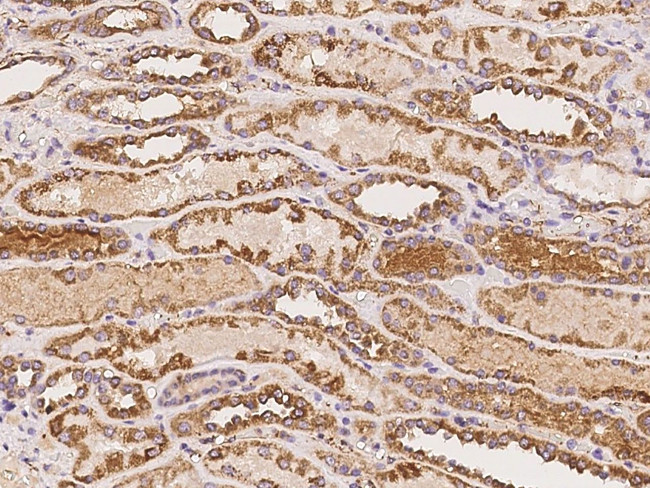 ASTL Antibody in Immunohistochemistry (Paraffin) (IHC (P))