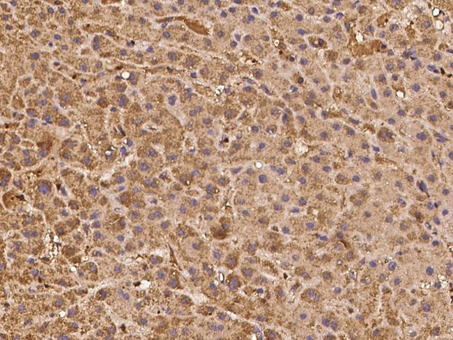 ASTL Antibody in Immunohistochemistry (Paraffin) (IHC (P))