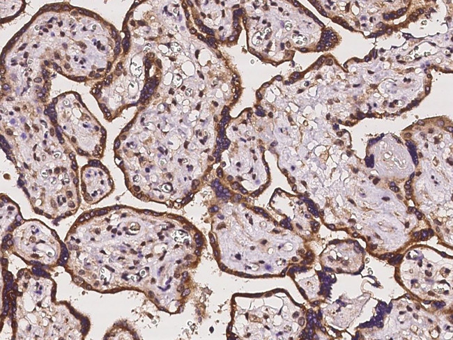 ZSCAN5C Antibody in Immunohistochemistry (Paraffin) (IHC (P))