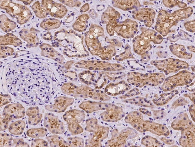 SLC2A7 Antibody in Immunohistochemistry (Paraffin) (IHC (P))