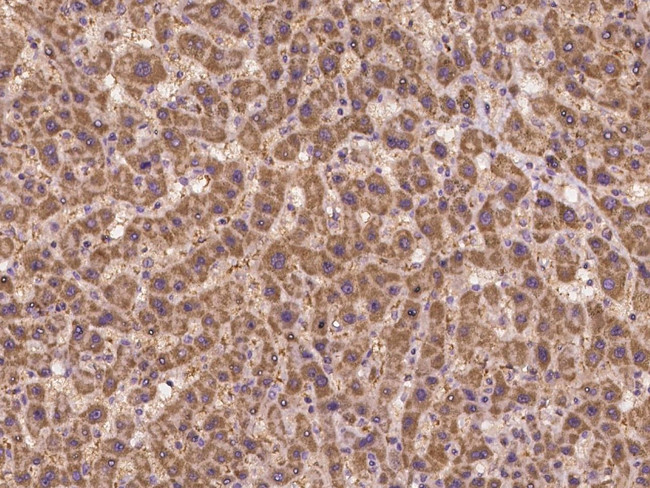 SLC2A7 Antibody in Immunohistochemistry (Paraffin) (IHC (P))