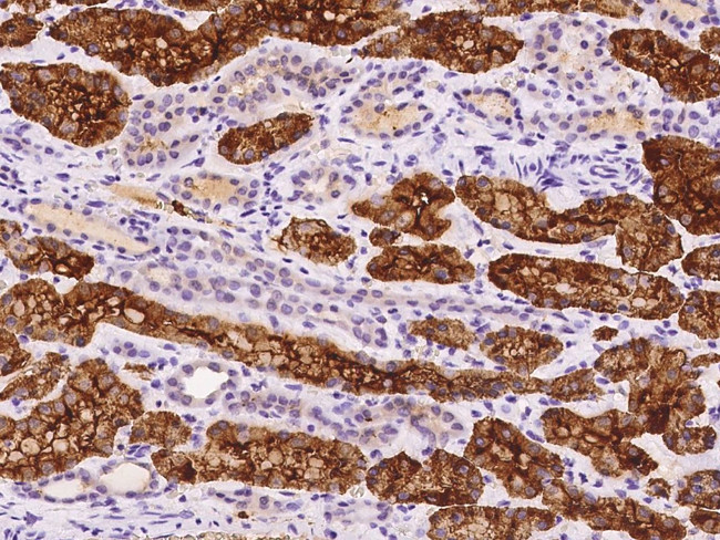 HEN2 Antibody in Immunohistochemistry (Paraffin) (IHC (P))