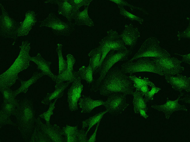 SGEF Antibody in Immunocytochemistry (ICC/IF)