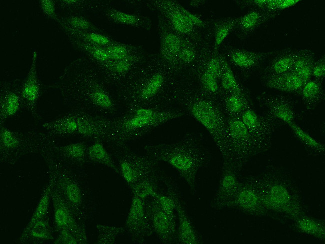 SBNO2 Antibody in Immunocytochemistry (ICC/IF)