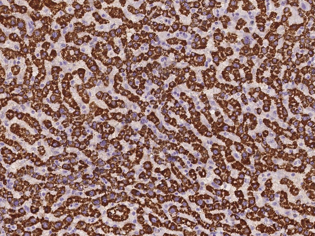 SBNO2 Antibody in Immunohistochemistry (Paraffin) (IHC (P))