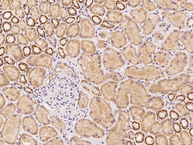 C17orf99 Antibody in Immunohistochemistry (Paraffin) (IHC (P))