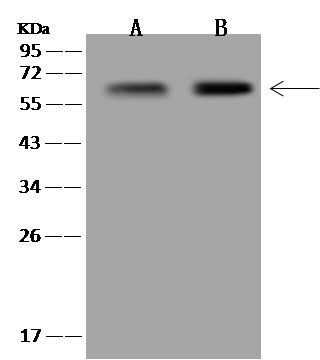 LGSN Antibody in Western Blot (WB)