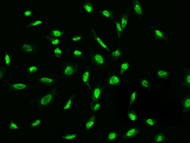 ADAMTSL4 Antibody in Immunocytochemistry (ICC/IF)